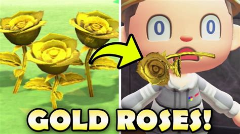 Learn The Stall Recipe. . Animal crossing golden roses